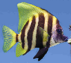 pp409758fe.png