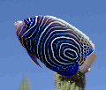 pp54a9d231.png