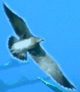 pp8e5006e3.png