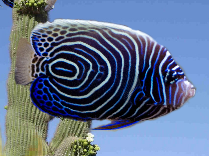 ppc0cfd24c.png