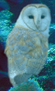 ppd490b788.png