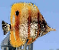 ppe7299820.png